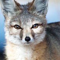 Kit Fox Nagie