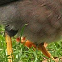 Minah Bird Nagie